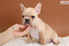 They will make a great companion and very playful…. French Bulldog Puppy For Sale Near North Jersey New Jersey F09c77d3 8111