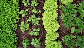 Beginner S Guide To Veggie Gardening