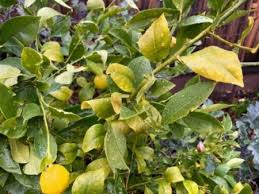 fertilizing citrus hort coco uc