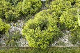 Halten sie ausreichend abstand zu nachbargrundstücken ein. Euphorbia Cyparissias Clarice Howard Garten Zypressen Wolfsmilch Fens Ruby Bamberger Staudengarten Strobler