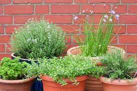 5 Easy Herbs To Grow Birchen Grove