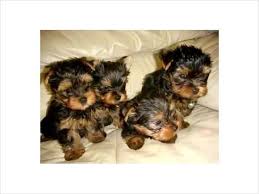 Maybe you would like to learn more about one of these? Teacup Yorkie Puppies For Sale For Sale In Reading Pennsylvania Classified Americanlisted Com