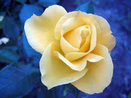 yellow rose free photo