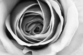 black and white rose stock photos