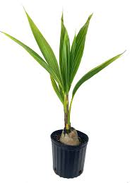coconut palm live plant in a 10 inch