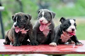 Here Comes The American Bully Certapet
