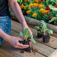 When you start to harvest your organic garden, you'll feel a sense of accomplishment and pride that makes all your effort worthwhile. How To Start A Vegetable Garden Stodels Garden Centre