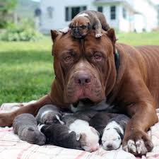 Advice on buying and care. Pitbull Hulk Fathers 500 000 Litter World News Mirror Online