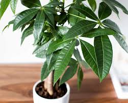 This plant will also adapt to low and fluorescent lights. Money Tree Plant Care Growing Guide