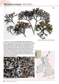Seaweeds Of Britain And Ireland