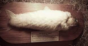 Fur Bearing Trout Wikipedia