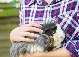 9 Breeds Of Long Haired Guinea Pigs With Amazing Manes Petmd