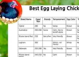 The 10 Best Egg Laying Chickens