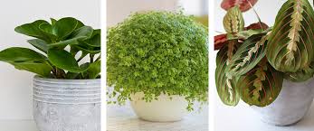 15 non toxic houseplants that are safe