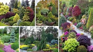 Conifer Garden Style Pines Cedars And