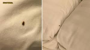 Detecting the problem early can help alleviate many problems with the insects. Bedbugs Take Over Texas Hotel Bedroom In Skin Crawling Photos There Was Blood On The Sheets Fox News
