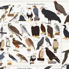 Birds Birds Birds Pop Chart Lab Has Captured The