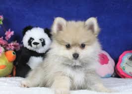 pomeranian puppies long