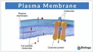 plasma membrane definition and