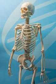 what is a skeleton skeleton museum