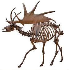This video shows some of the animals that went extinct over the last 100. Irish Elk Wikipedia