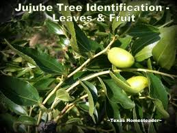 How to identify trees in texas. Jujube Tree And Fruit Identification On Old Abandoned Homestead