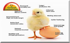 Vitamins Minerals For Poultry Growel Agrovet