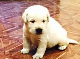 These labradoodle puppies are a designer mixed breed. Labrador Puppy In Golden Color Lucknow Zamroo