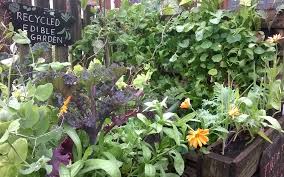 Own Vegetables For Pots And Containers