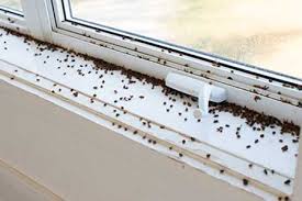 Bed Bug Near Windows What You Need To