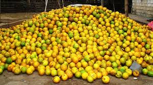 Bienvenido a naranja x online para comercios. Fijan Precio De La Naranja En Finca Ministerio De Agricultura Y Ganaderia