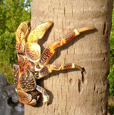 Browse 119 coconut crab stock photos and images available or search for aye aye or coconut milk to find more great stock photos and pictures. Best Time To See Coconut Crabs On Chumbe Island In Zanzibar 2021