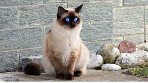 The following list of cat breeds includes only domestic cat breeds and domestic × wild hybrids. Everything You Want To Know About Pointed Cat Colors Life Cats