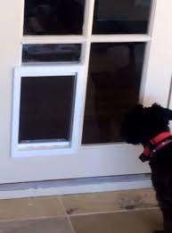 A Dog Door In A Glass French Door