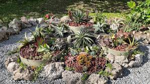 A Succulent Bed In Florida Comes To