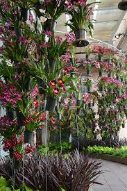 Orchid Daze 2016 Hanging Gardens