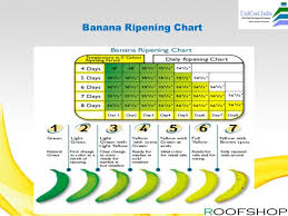 Banana Ripening Plant Manufacturer By Uni Cool Infa Systems