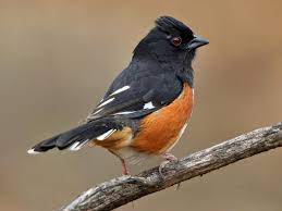 This is a list of all bird species recorded in the u.s. Winter Backyard Birds South Carolina Wildlife Federation