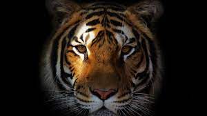 3840x2160 tiger, predator, snout 4K ...