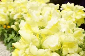 They are also varied in sizes, shapes, and fragrance. 30 Types Of Yellow Flowers A To Z Photos And Info Home Stratosphere
