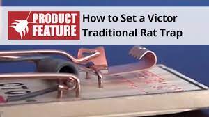 How to Set a Victor Traditional Rat Trap | DoMyOwn.com - YouTube