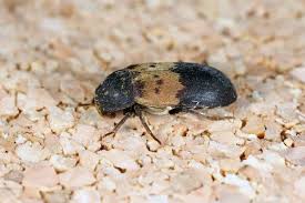 how to get rid of larder beetles home