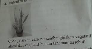 We did not find results for: Coba Jelaskan Cara Perkembangbiakan Vegetatifalami Dan Vegetatif Buatan Tanaman Tersebut Brainly Co Id