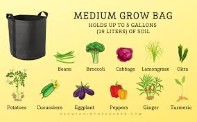 Gardening In Grow Bags 5 Tips For