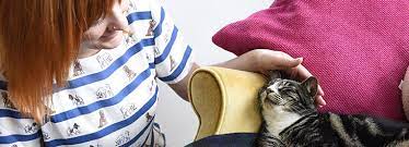 The good news is your cat takes care of a majority of their hair care needs by themselves with all that licking brush your cat to remove any loose hair or mats. Cats Kitten Rehoming Adoption How It Works Rspca