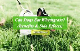 can dogs eat wheatgr benefits