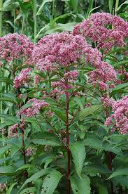 joe pye weed wasconursery com