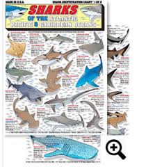 Sharks Identification Chart 1 Atlantic Angle Shark Spiny
