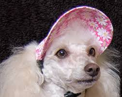 Image result for dogs wearing visor hats