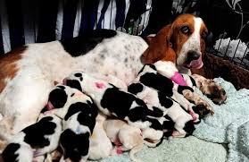 Basset Hound Puppies Behavior And Characteristics In